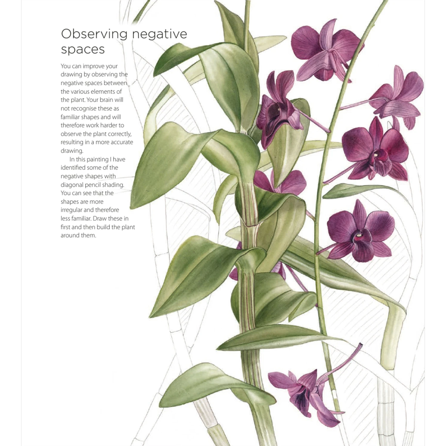 Billy Showell's Botanical Painting In Watercolour - B. Showell 2 Billy Showell's Botanical Painting In Watercolour - B. Showell - Image 2