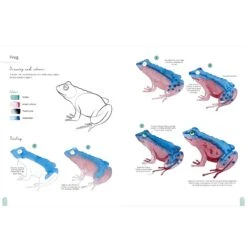 Paint 50: Watercolour Animals - M. Bakasova 6 Paint 50: Watercolour Animals - M. Bakasova -Painting Supplies Paint 50 Animals 3