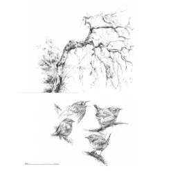 Drawing And Painting Animals With Expression - M. Kruijt 10 Drawing And Painting Animals With Expression - M. Kruijt -Painting Supplies page17