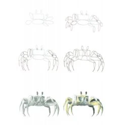 How To Draw Sea Creatures In Simple Steps - J. Newey 7 How To Draw Sea Creatures In Simple Steps - J. Newey -Painting Supplies ss how to draw sea creatures 9781800921016 04